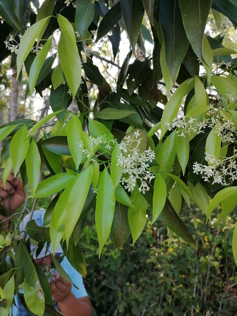 Damburneya salicifolia photo 8
