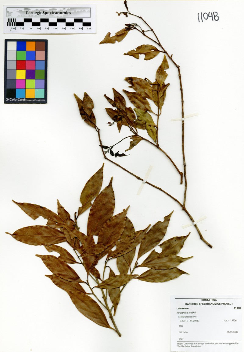 Damburneya smithii