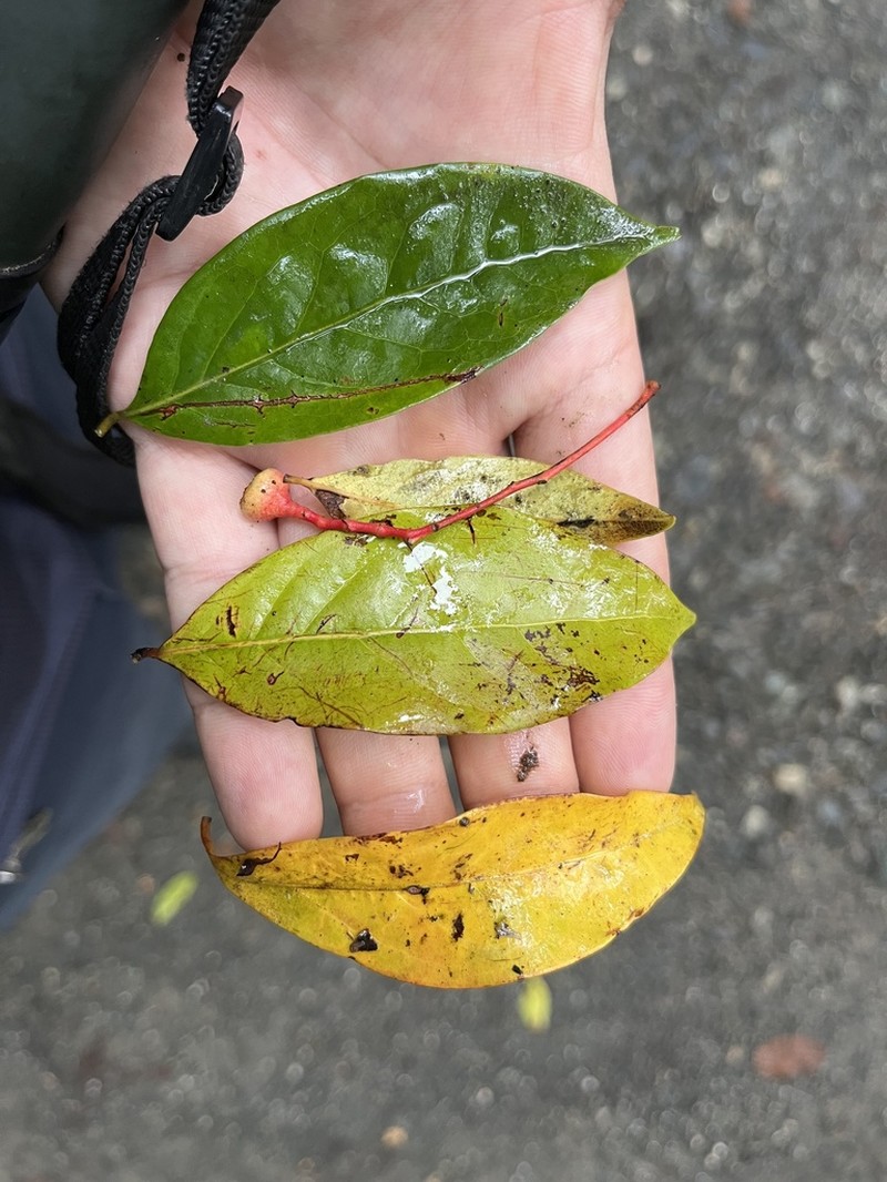 Damburneya umbrosa