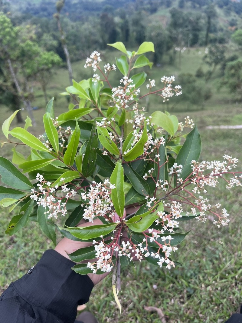Damburneya umbrosa photo 2