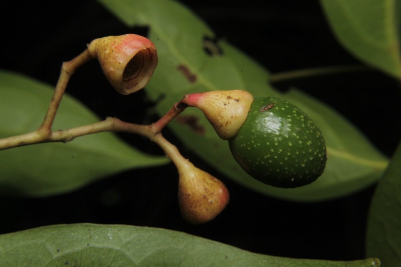 Damburneya umbrosa photo 3