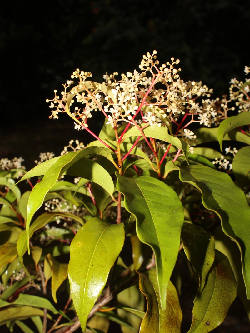 Damburneya umbrosa photo 4