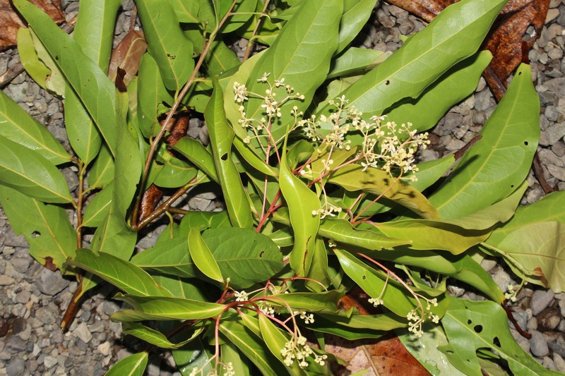 Damburneya umbrosa photo 5