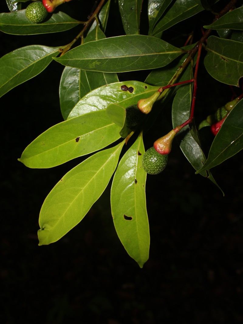 Damburneya umbrosa photo 6