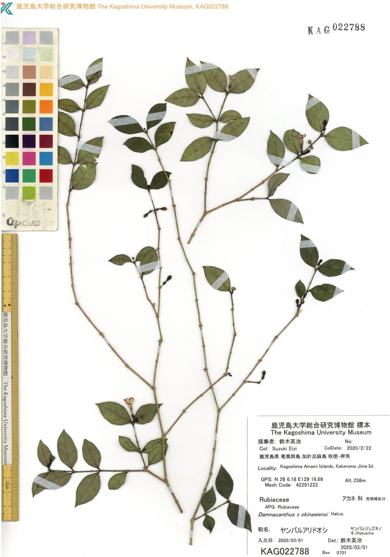 Damnacanthus × okinawensis