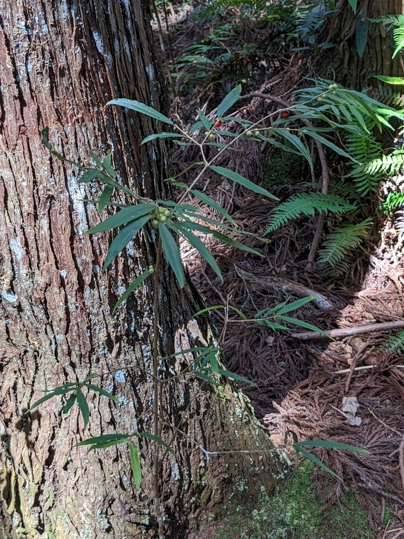 Damnacanthus angustifolius