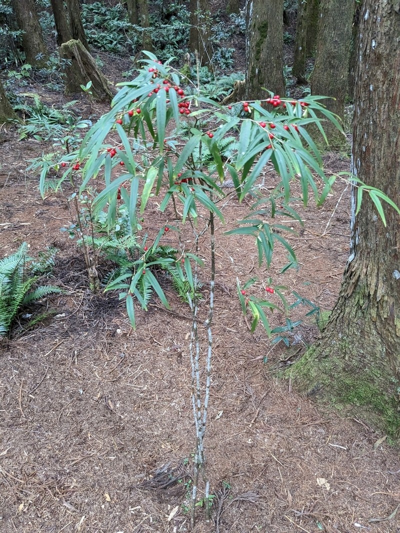 Damnacanthus angustifolius photo 2
