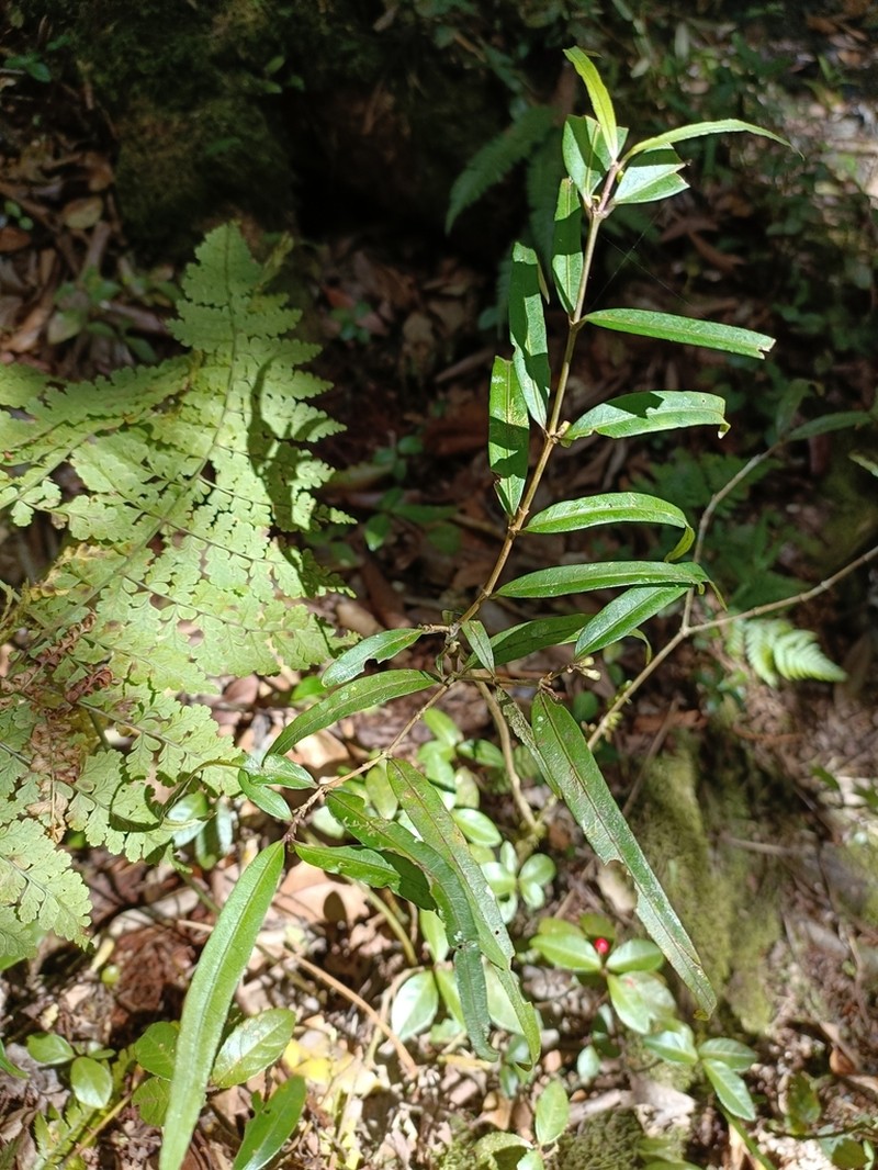 Damnacanthus angustifolius photo 3