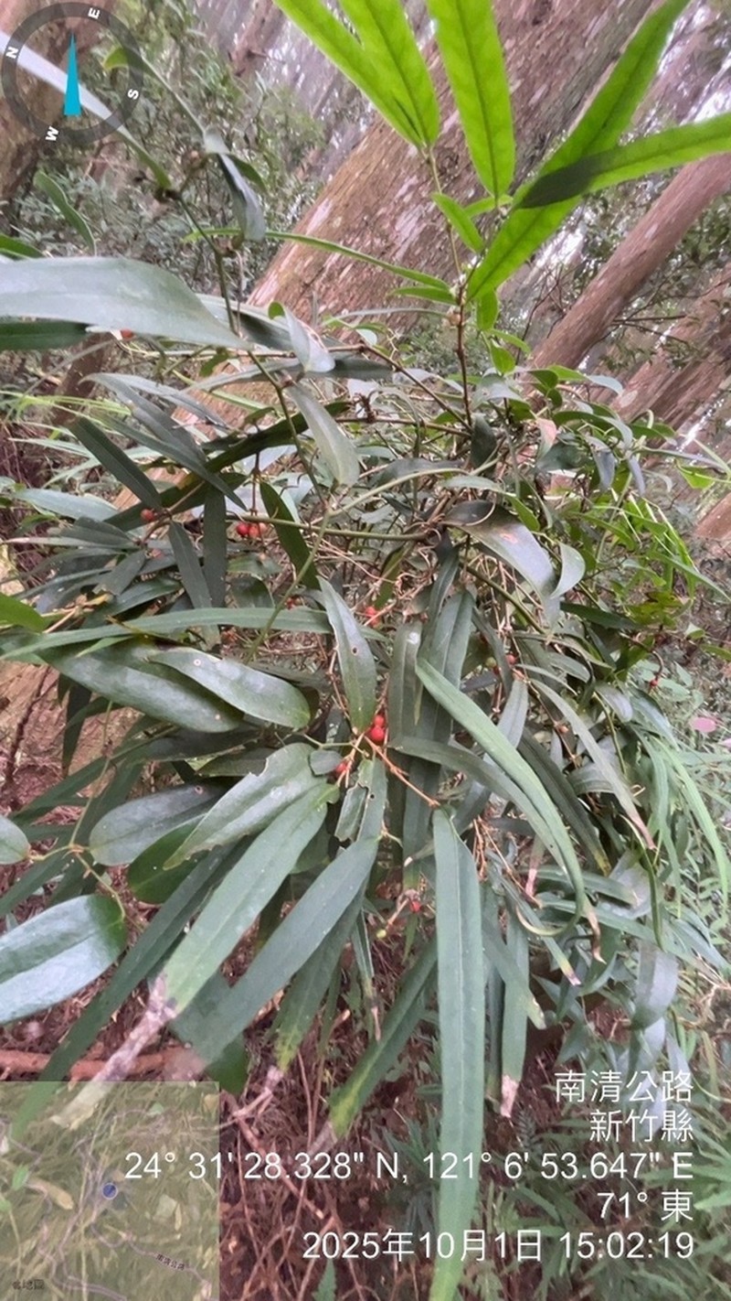 Damnacanthus angustifolius photo 4