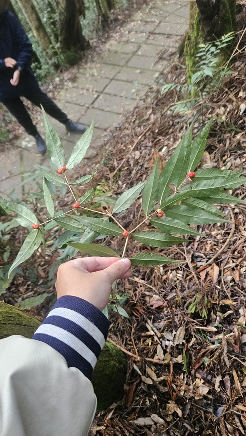 Damnacanthus angustifolius photo 5
