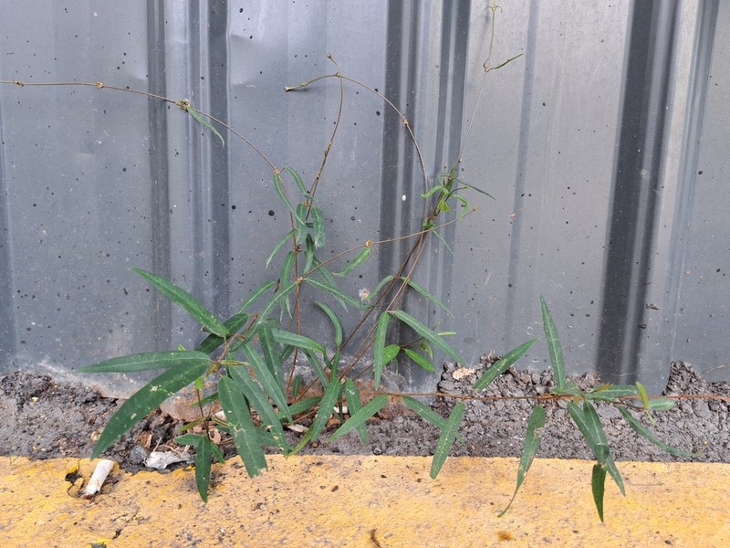 Damnacanthus angustifolius photo 6