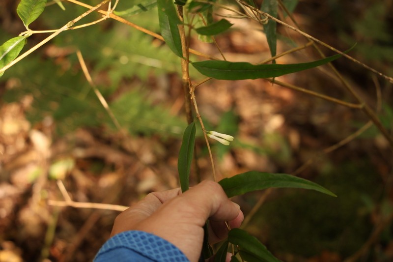 Damnacanthus angustifolius photo 7