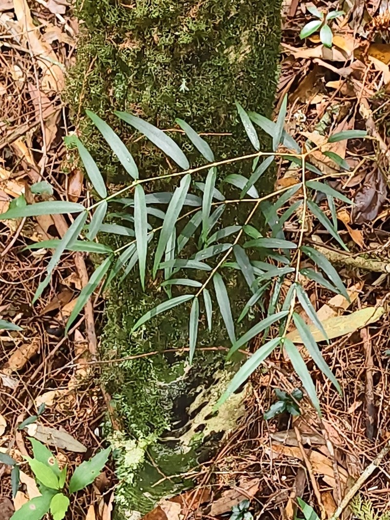 Damnacanthus angustifolius photo 8