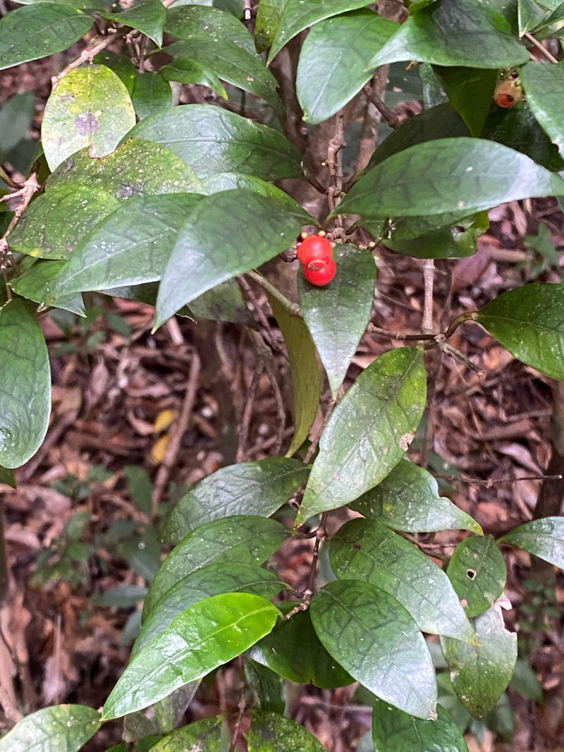 Damnacanthus biflorus