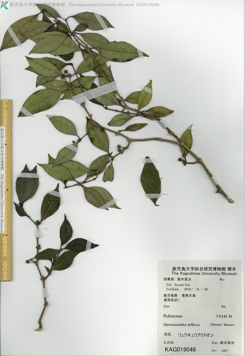 Damnacanthus biflorus photo 3