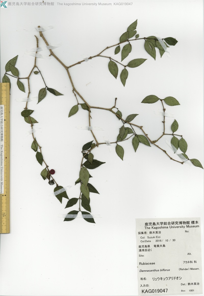 Damnacanthus biflorus photo 4