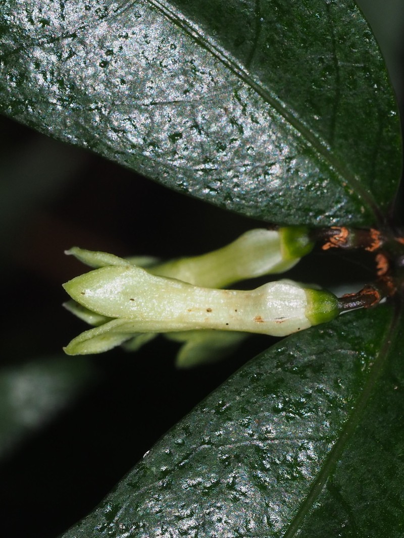 Damnacanthus giganteus photo 3