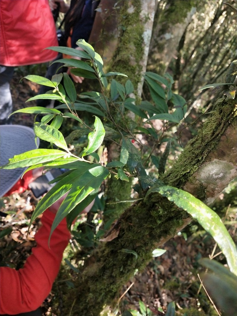 Damnacanthus giganteus photo 5