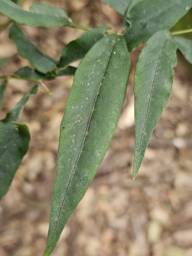 Damnacanthus giganteus photo 6