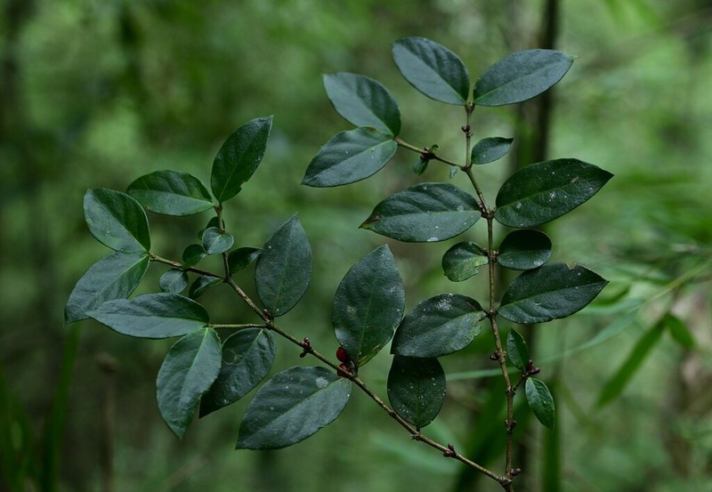 Damnacanthus giganteus photo 7