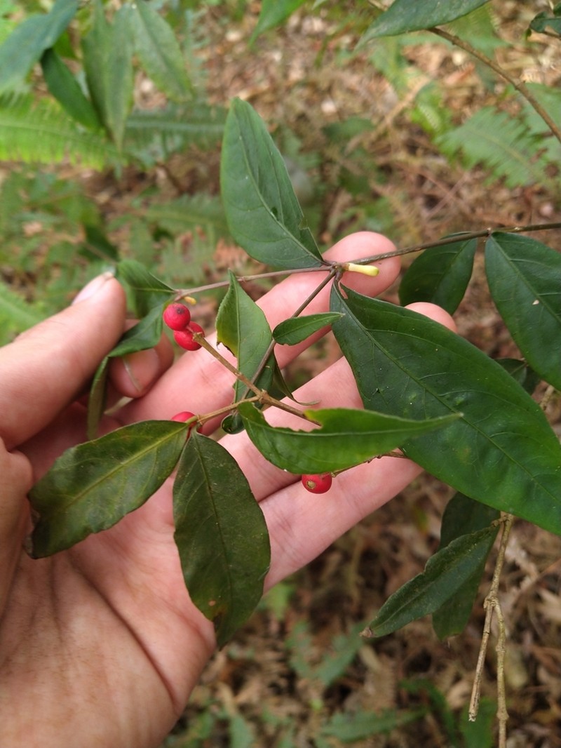 Damnacanthus giganteus photo 8