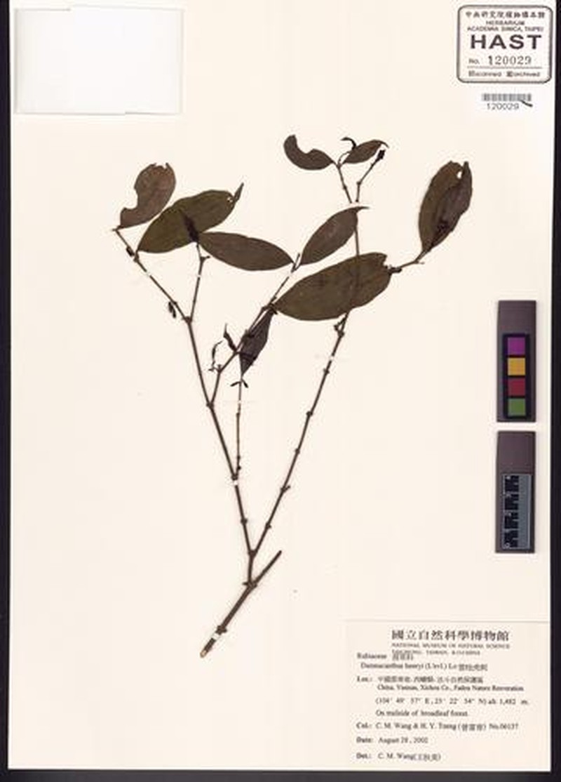 Damnacanthus henryi