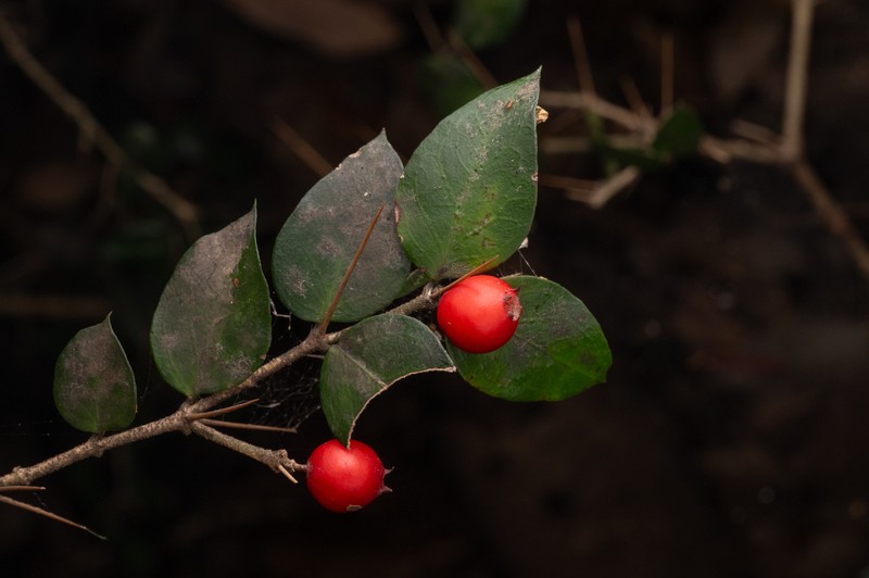 Damnacanthus indicus var. indicus