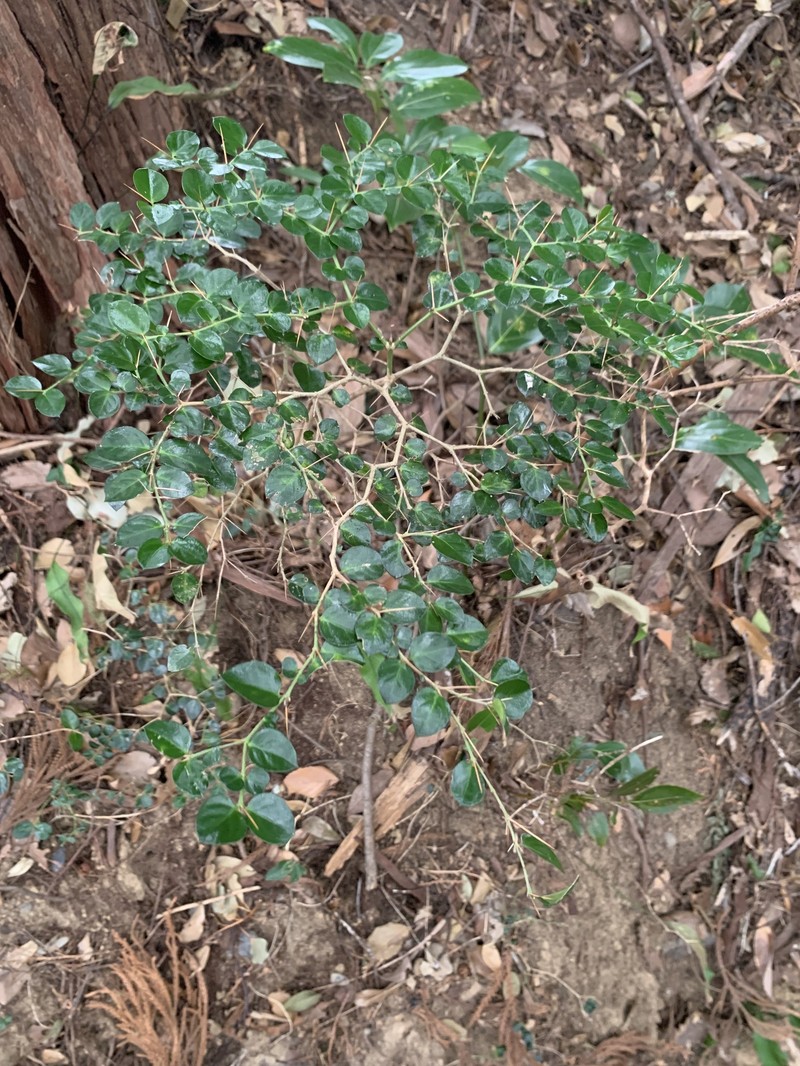 Damnacanthus indicus var. indicus photo 2