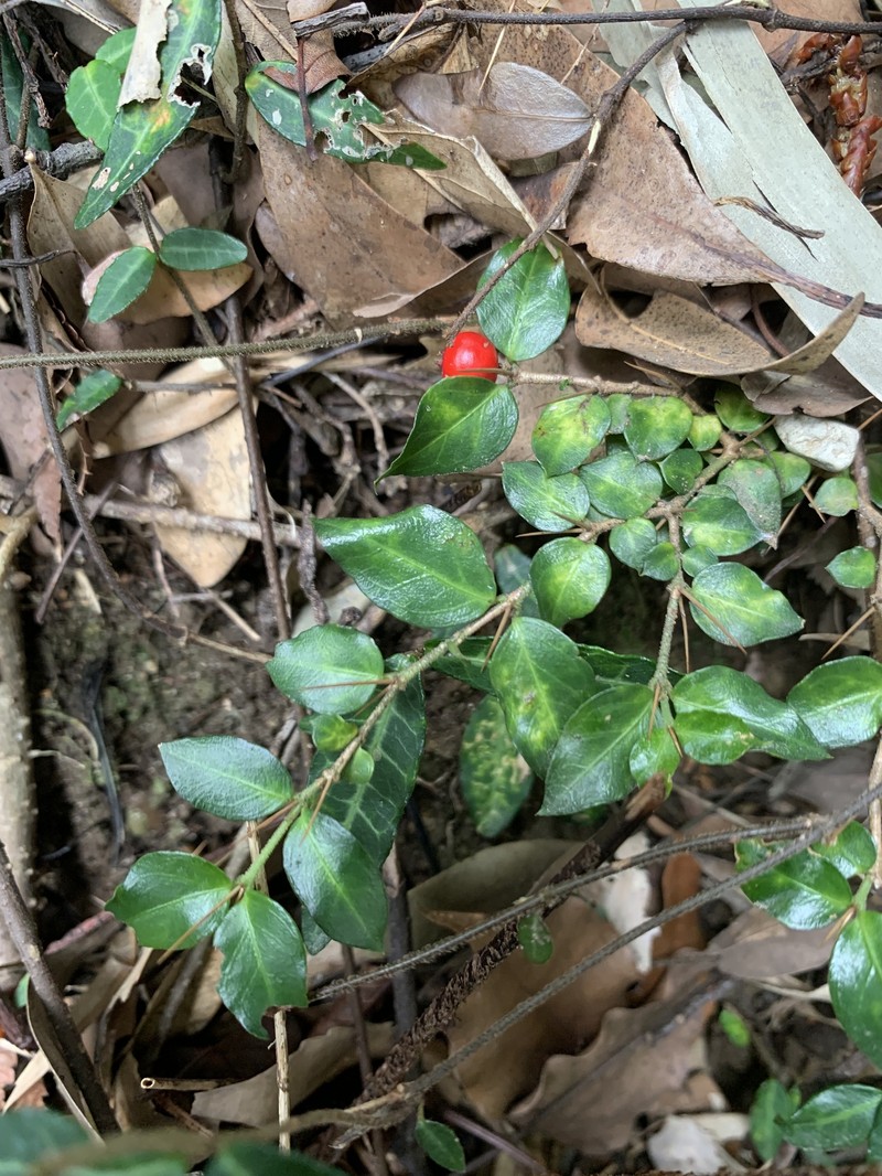 Damnacanthus indicus var. indicus photo 3