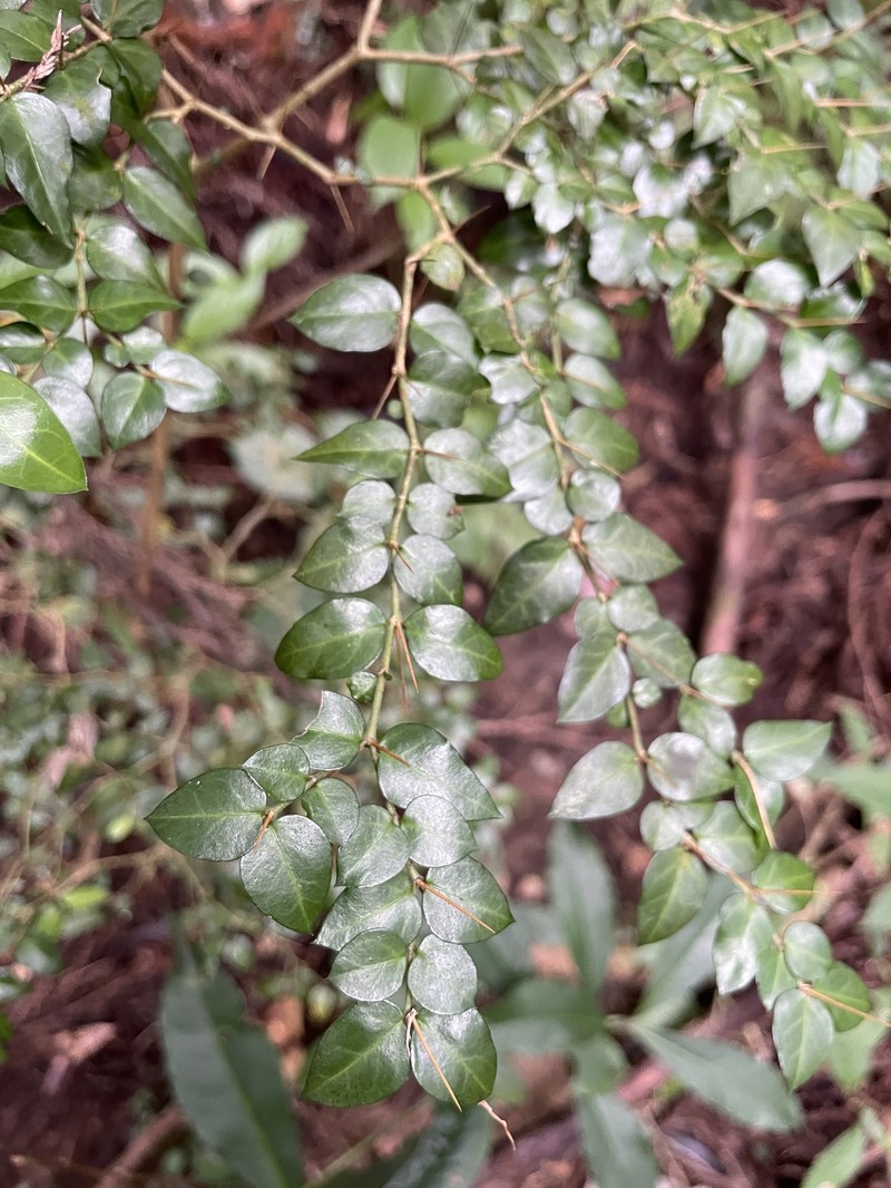 Damnacanthus indicus var. microphyllus