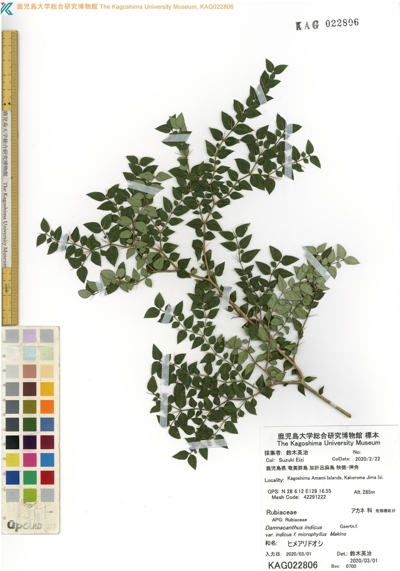 Damnacanthus indicus var. microphyllus photo 2