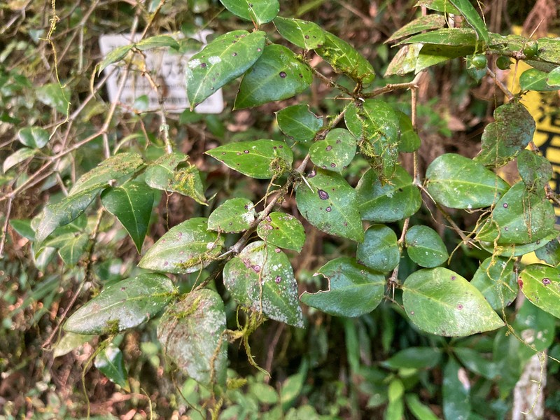Damnacanthus macrophyllus