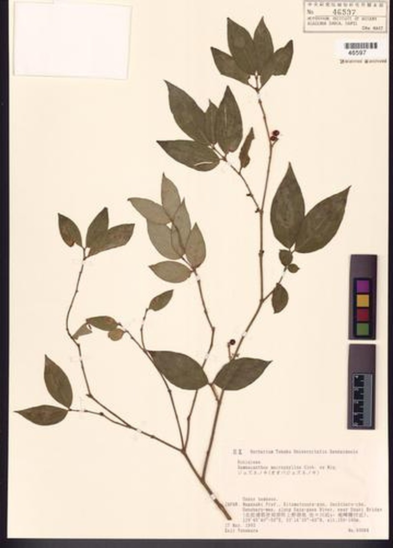 Damnacanthus macrophyllus photo 3