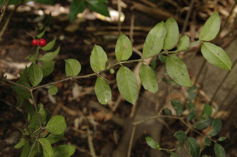 Damnacanthus major photo 3