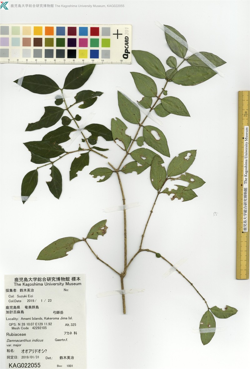 Damnacanthus major photo 4