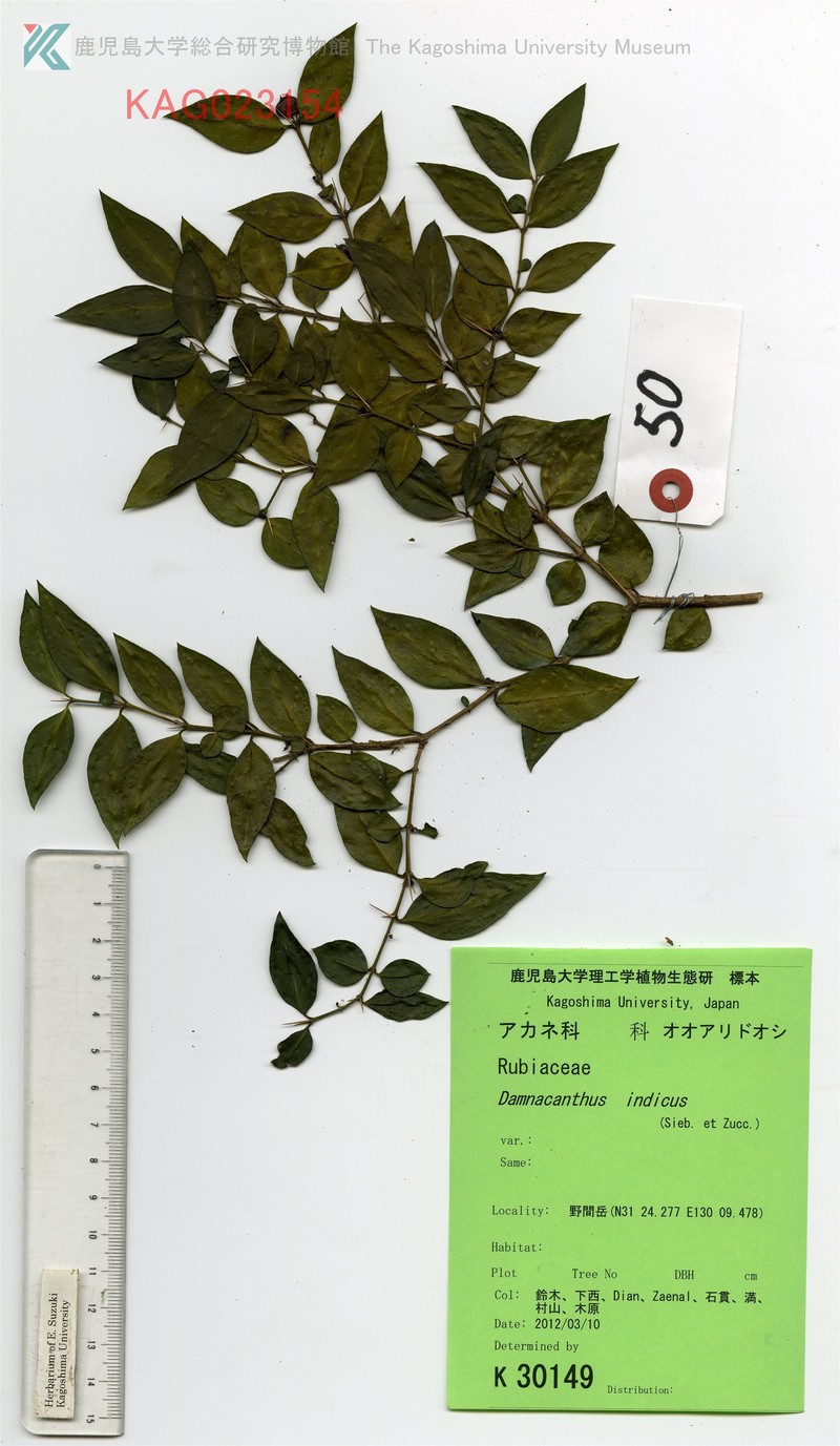 Damnacanthus major photo 5