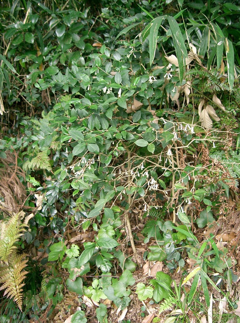 Damnacanthus major