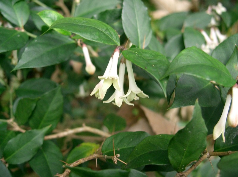 Damnacanthus major photo 6