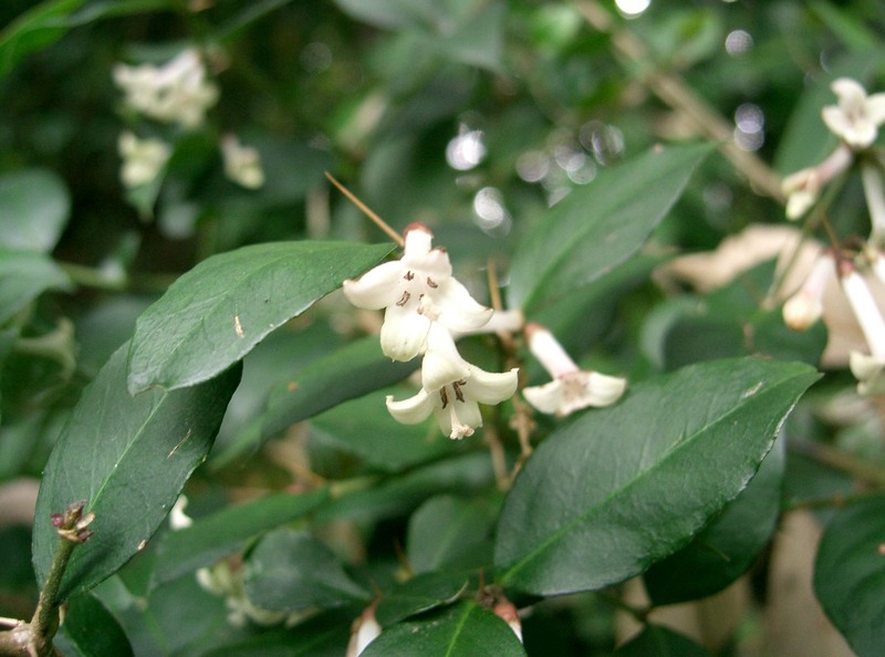 Damnacanthus major photo 7