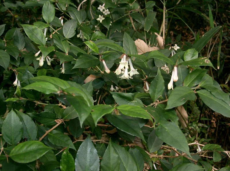 Damnacanthus major photo 8