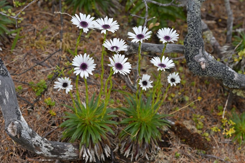 Damnamenia vernicosa