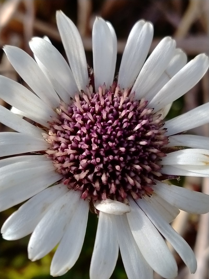 Damnamenia vernicosa photo 4