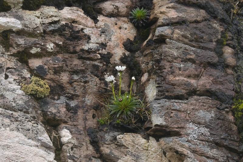 Damnamenia vernicosa photo 5