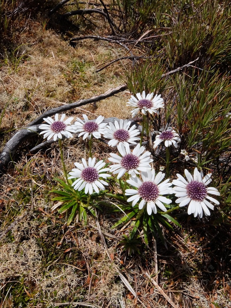 Damnamenia vernicosa photo 6
