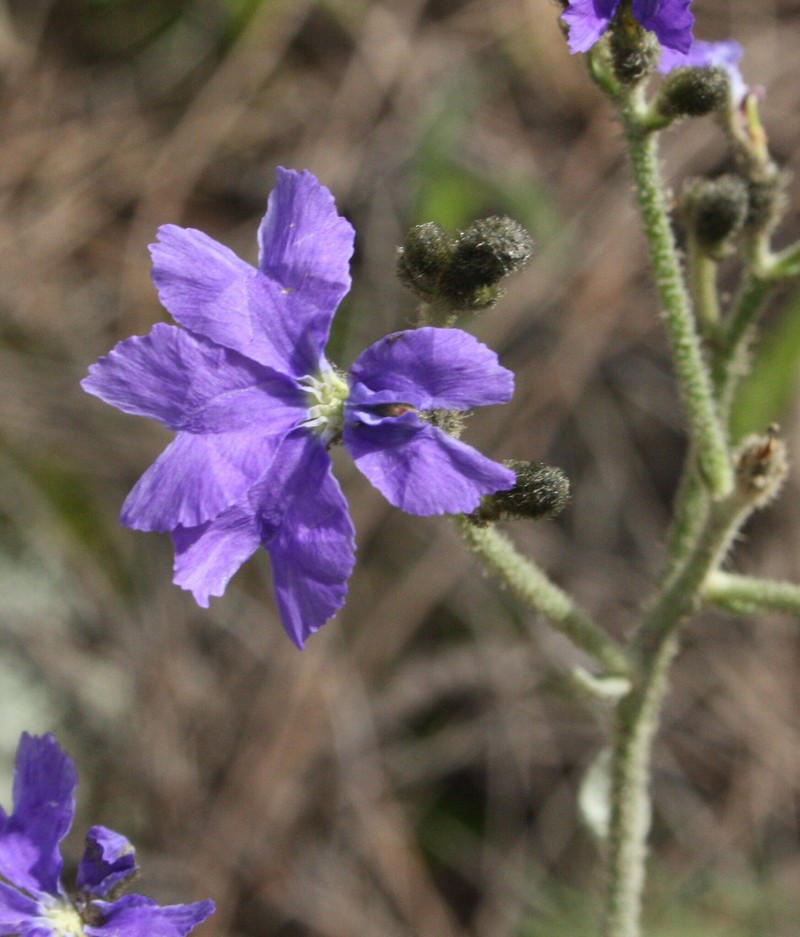 Dampiera haematotricha subsp. haematotricha