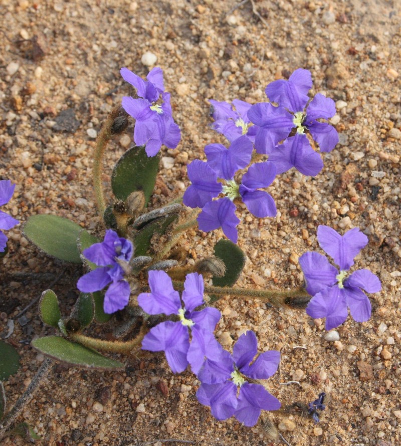 Dampiera haematotricha subsp. haematotricha photo 2