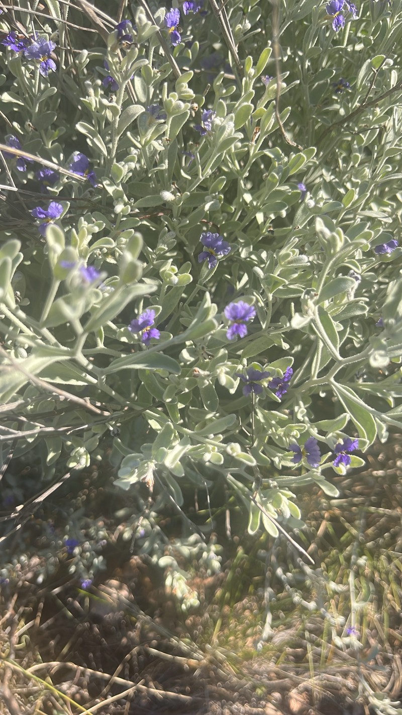 Dampiera incana var. incana