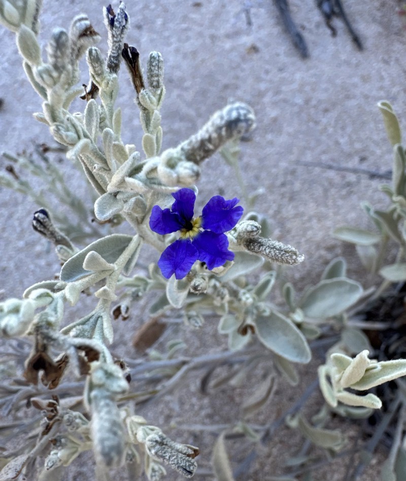 Dampiera incana var. incana photo 2