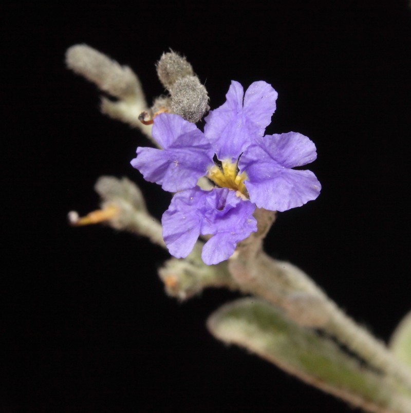 Dampiera incana var. incana photo 3