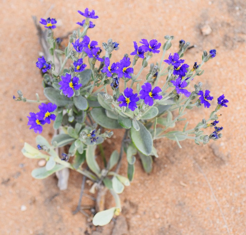 Dampiera incana var. incana photo 4